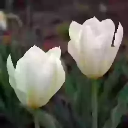 Purissima